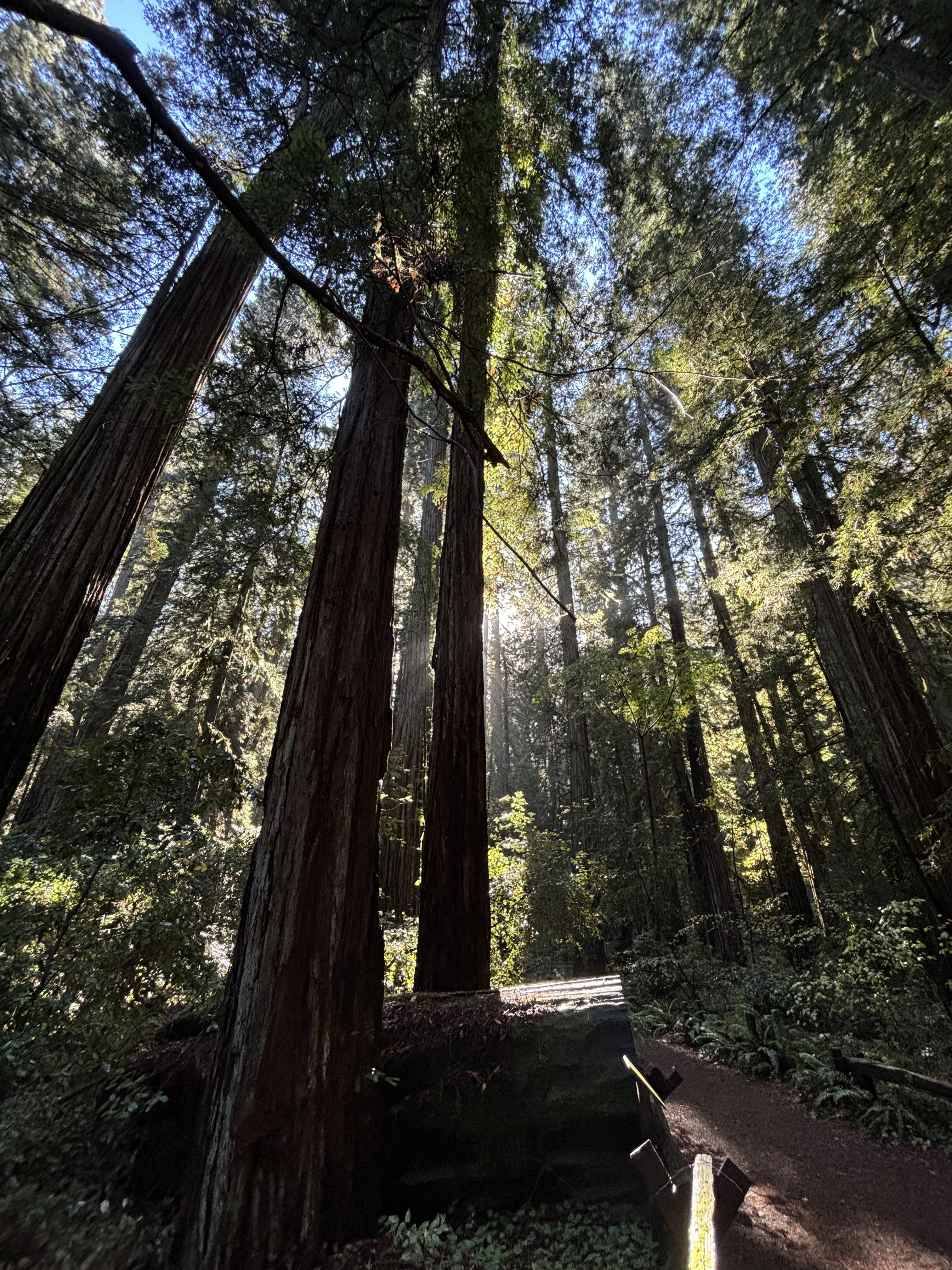 IMG 0292redwood grove