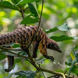 Pangolin