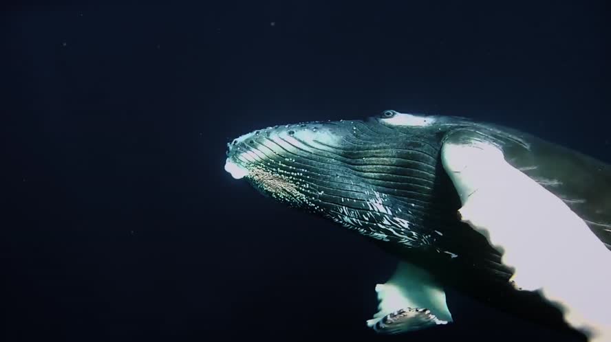 Three Ocean Advocates: Inspiring Change - Dick Ogg