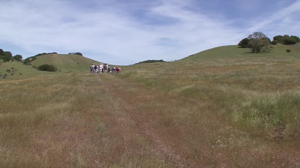 Bay Nature: Bringing Back the Bay Checkerspots