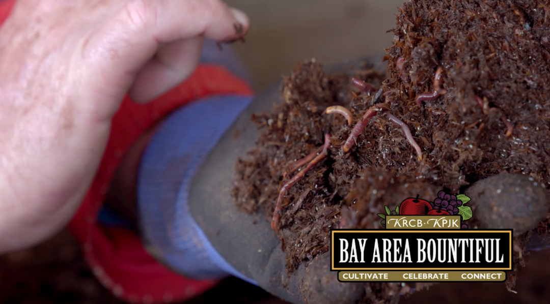 Earthworms and Vermicompost Short Story