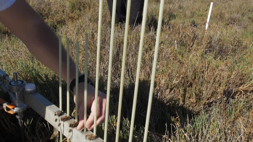 Tidal Marsh Soil Elevation Short Story