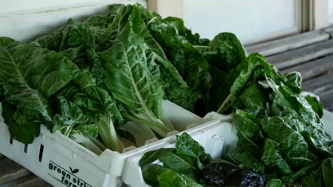 Green String Farm and Institute: Joining Farming and Education 