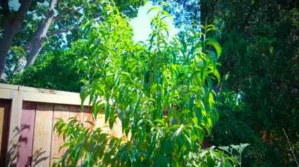 Drought Gardening Tips: Using Fertilizers