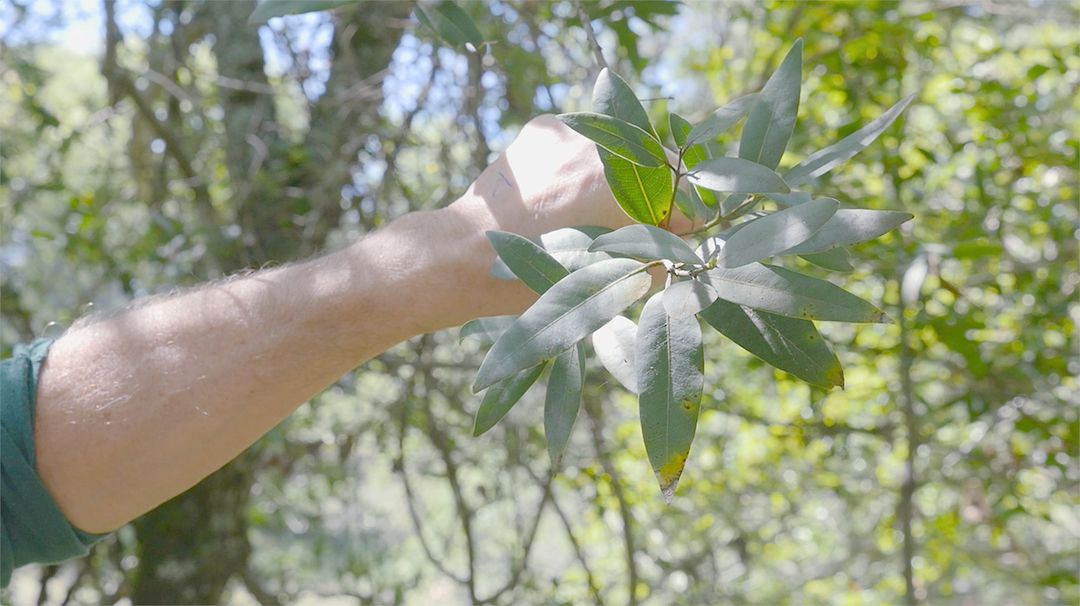 Gathering Leaves: Sudden Oak Death Research