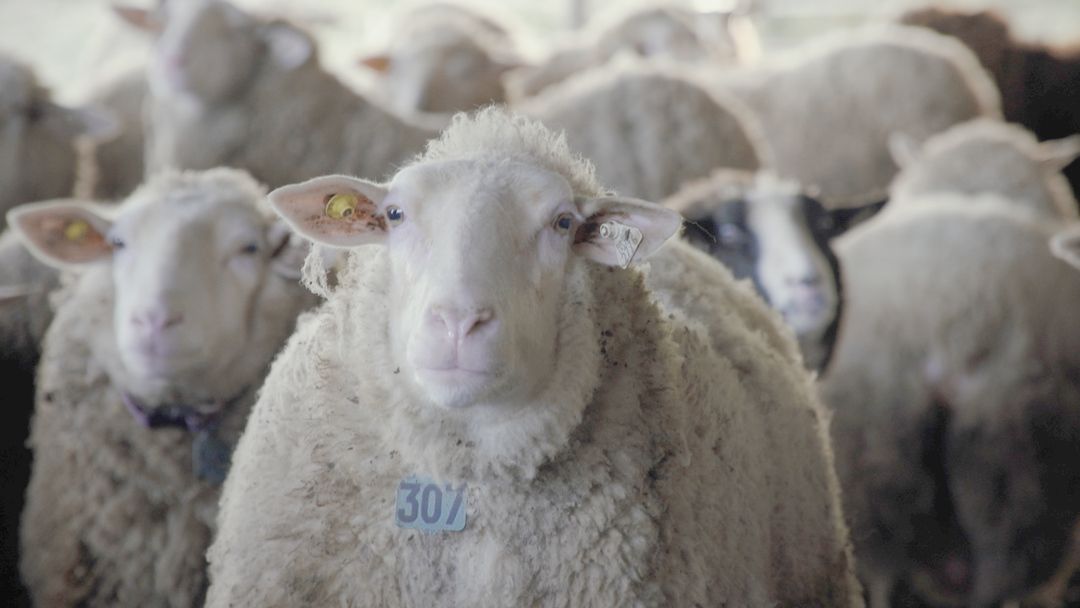 The Bellwether Cheesemakers